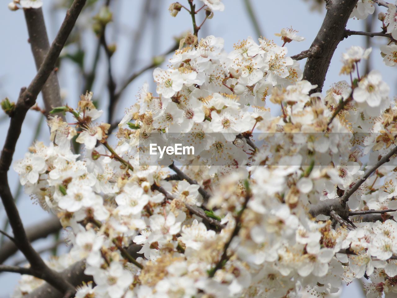 CHERRY BLOSSOMS IN SPRING