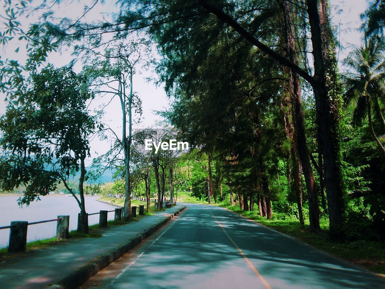 ROAD ALONG TREES AND PLANTS