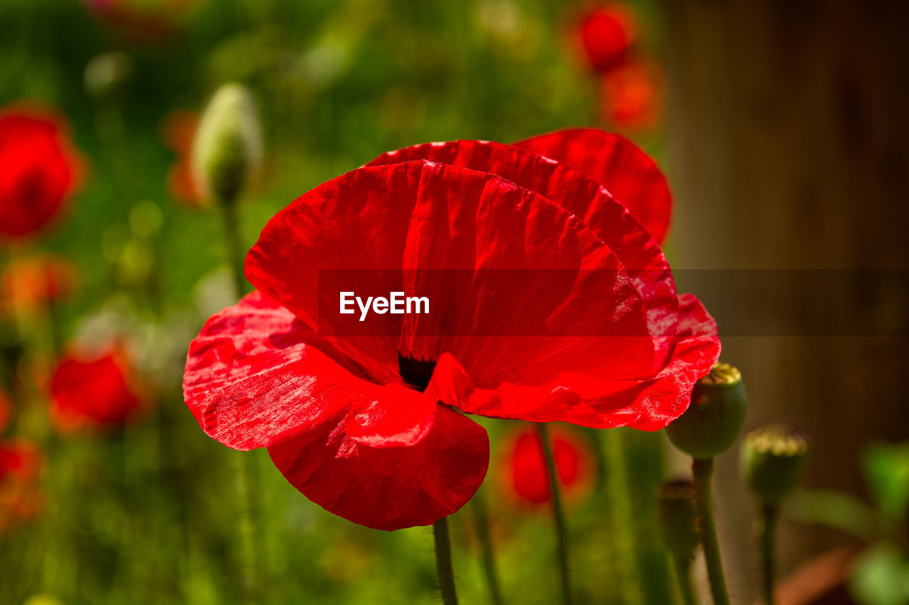 Close-up photo of single red poppy flower, bright image of poppy flower