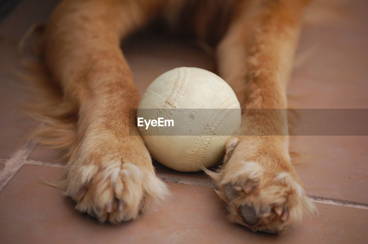 Close-up of dog with a ball on floor