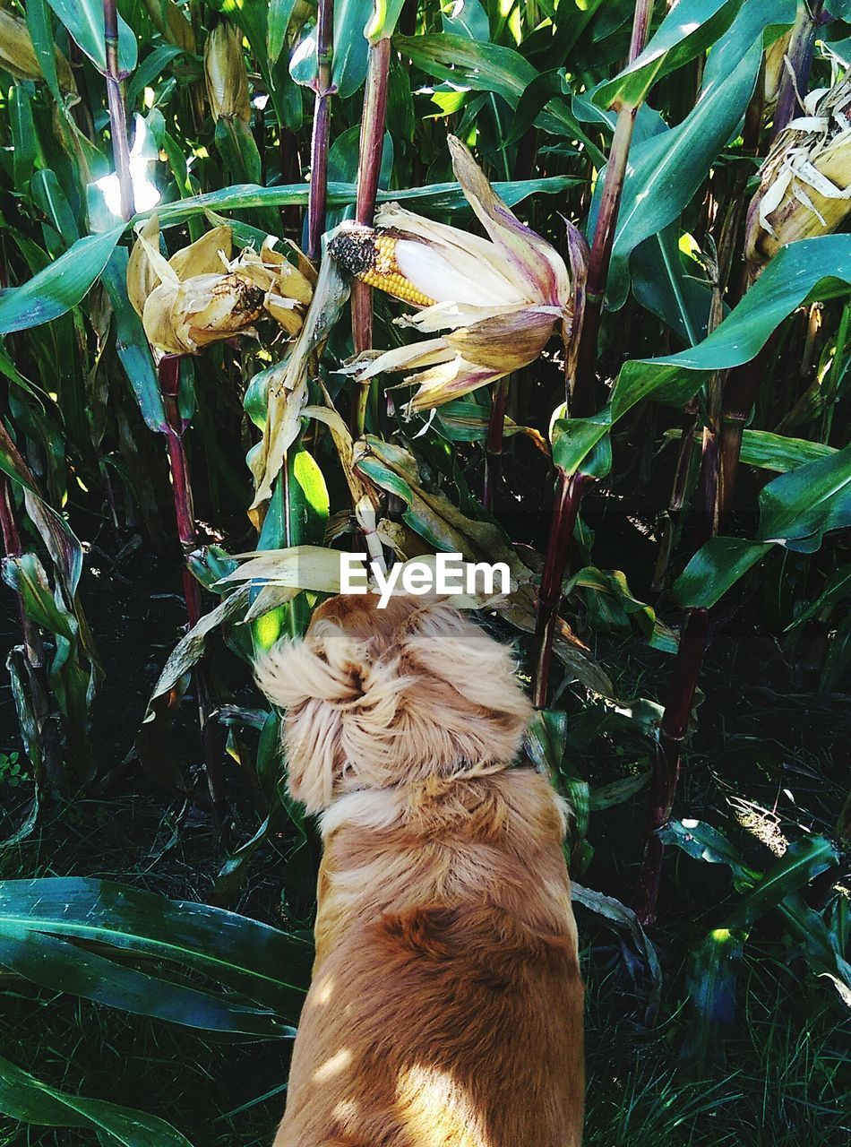 High angle view of dog on corn field