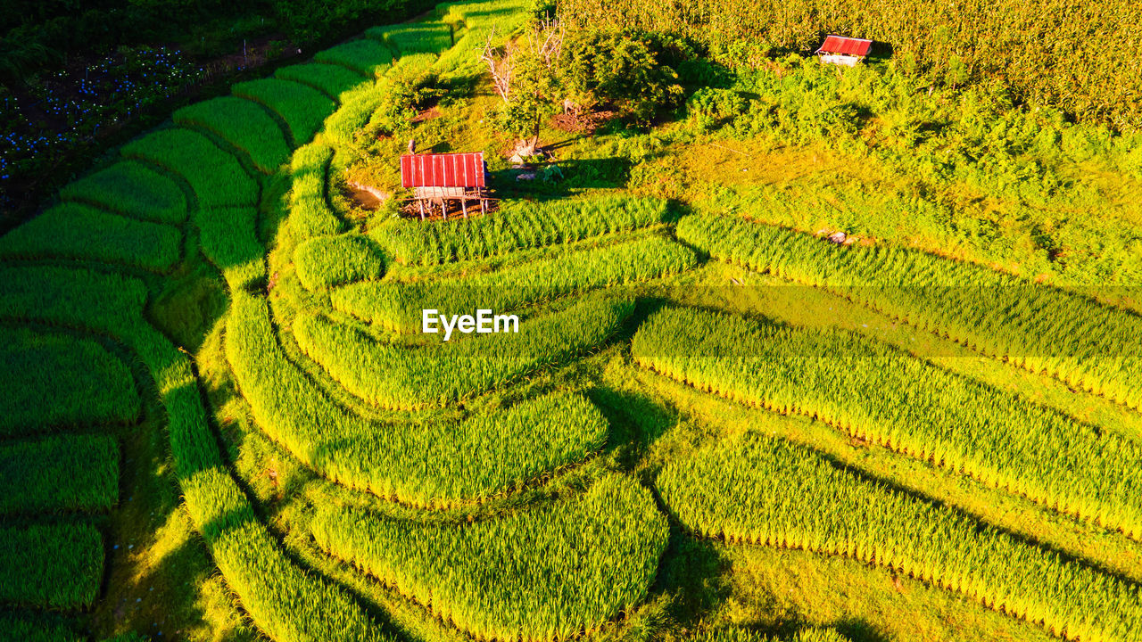 high angle view of green agricultural field