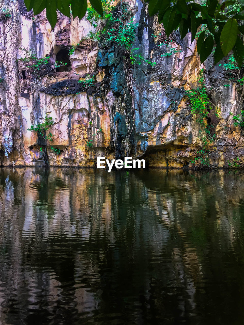 Reflection of trees in lake