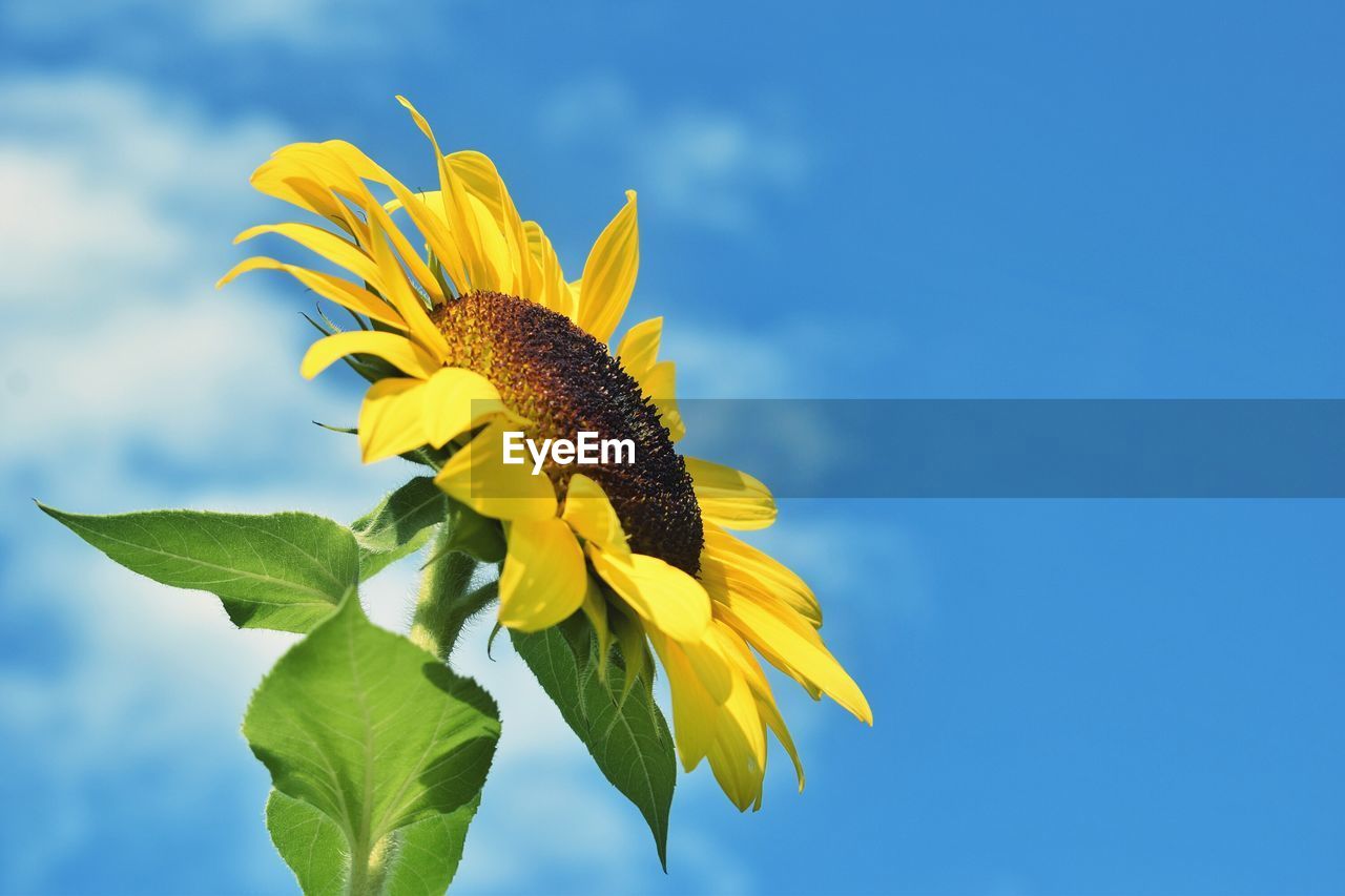 CLOSE-UP OF YELLOW SUNFLOWER BLOOMING OUTDOORS