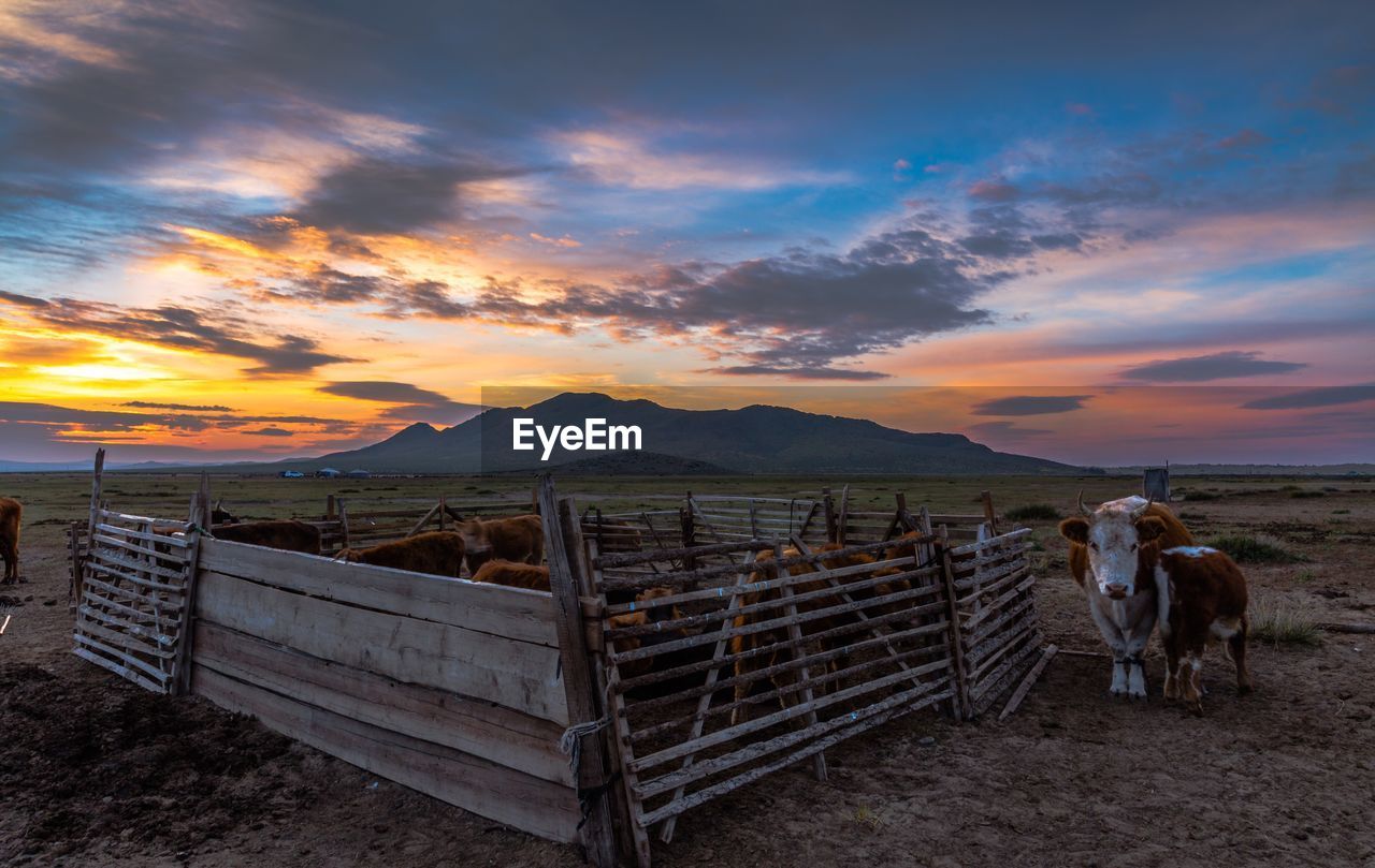 Cows on field against sky during sunset