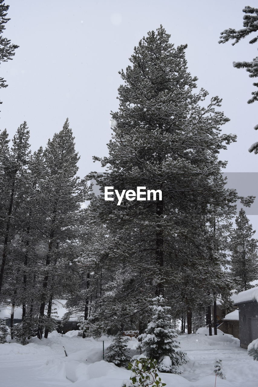 TREES ON SNOW COVERED TREE AGAINST SKY