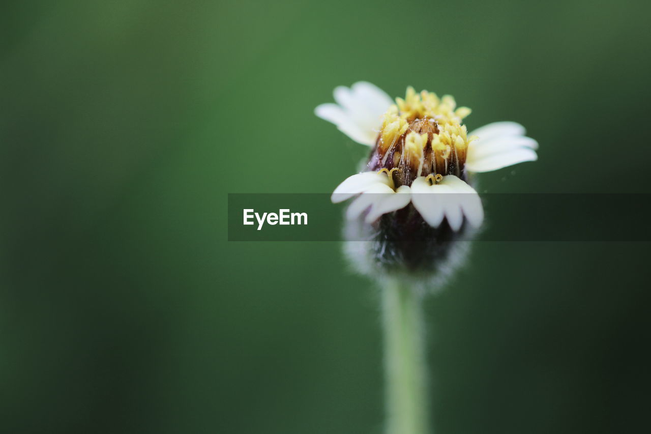 CLOSE-UP OF HONEY BEE ON WHITE FLOWER