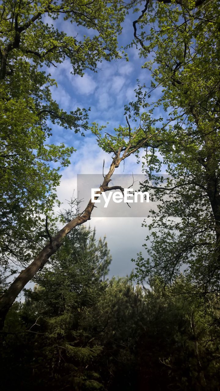 LOW ANGLE VIEW OF TREE AGAINST SKY