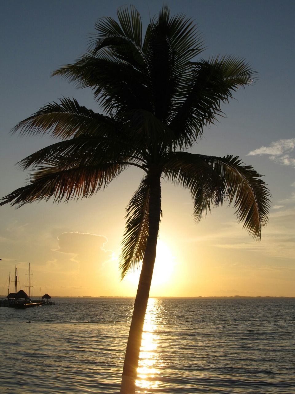 Low angle view palm tree and river against clear sky during sunset