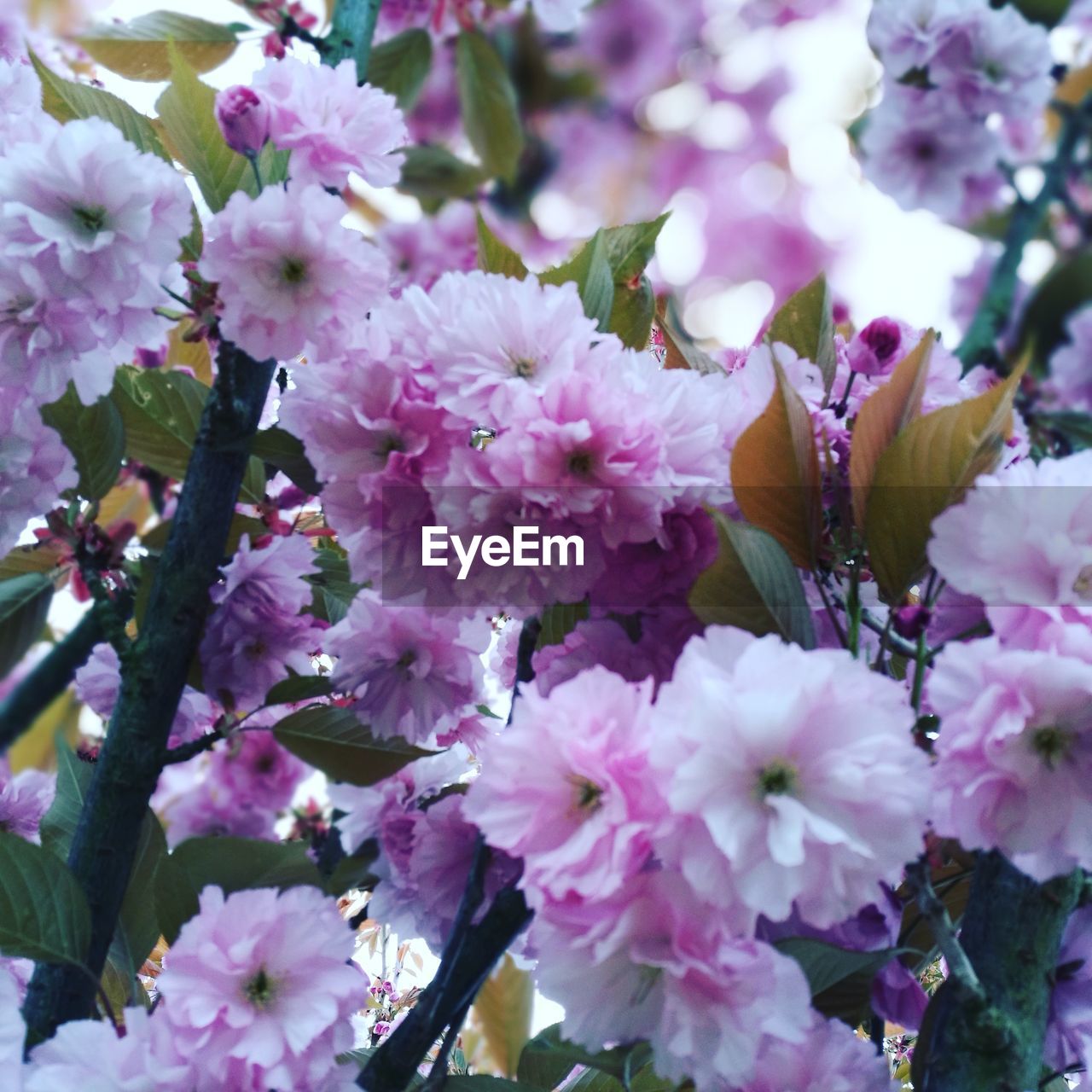 CLOSE-UP OF PINK FLOWERS