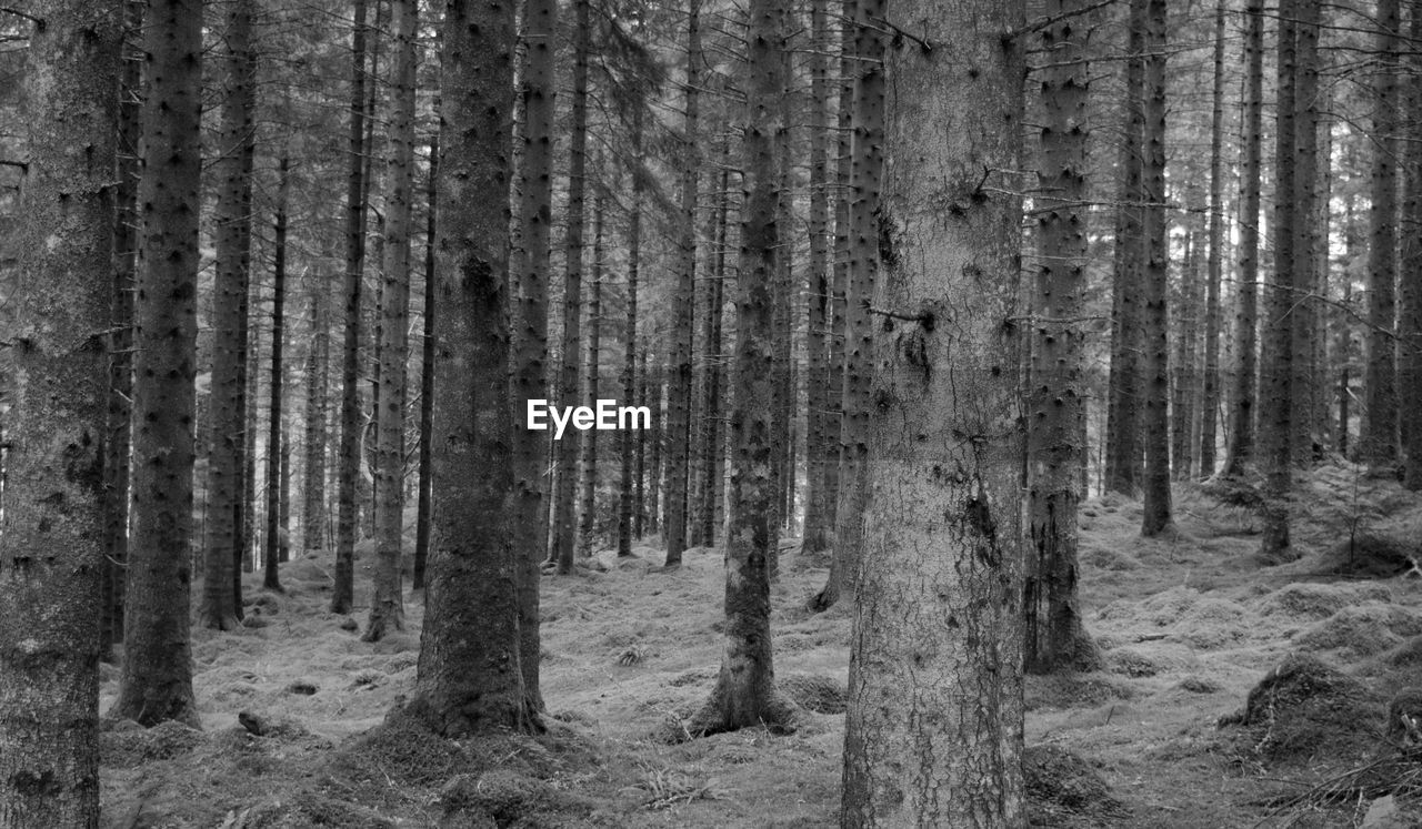 FULL FRAME SHOT OF TREE TRUNKS IN FOREST