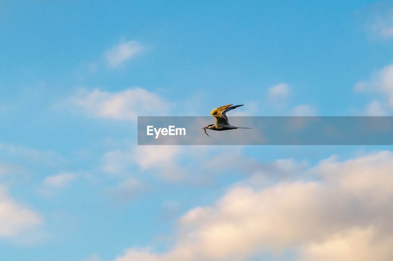 low angle view of bird flying against cloudy sky