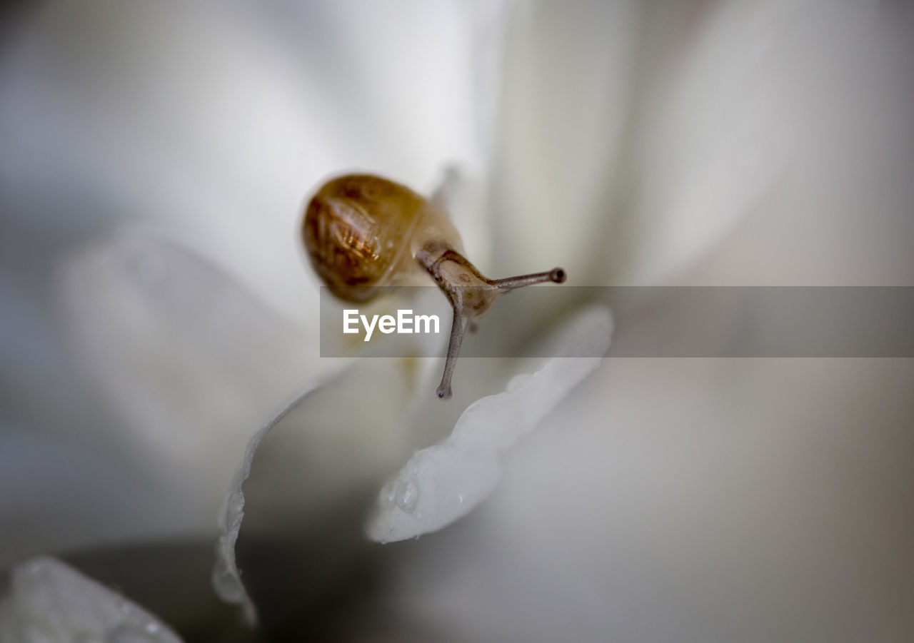 Close-up of snail on flower