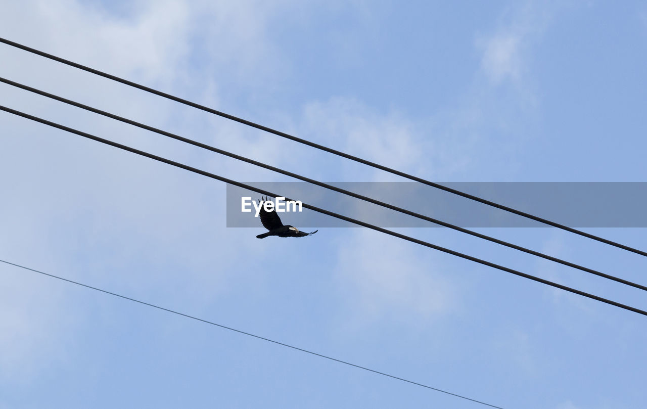 Large, black bird flying overhead with litter in its beak