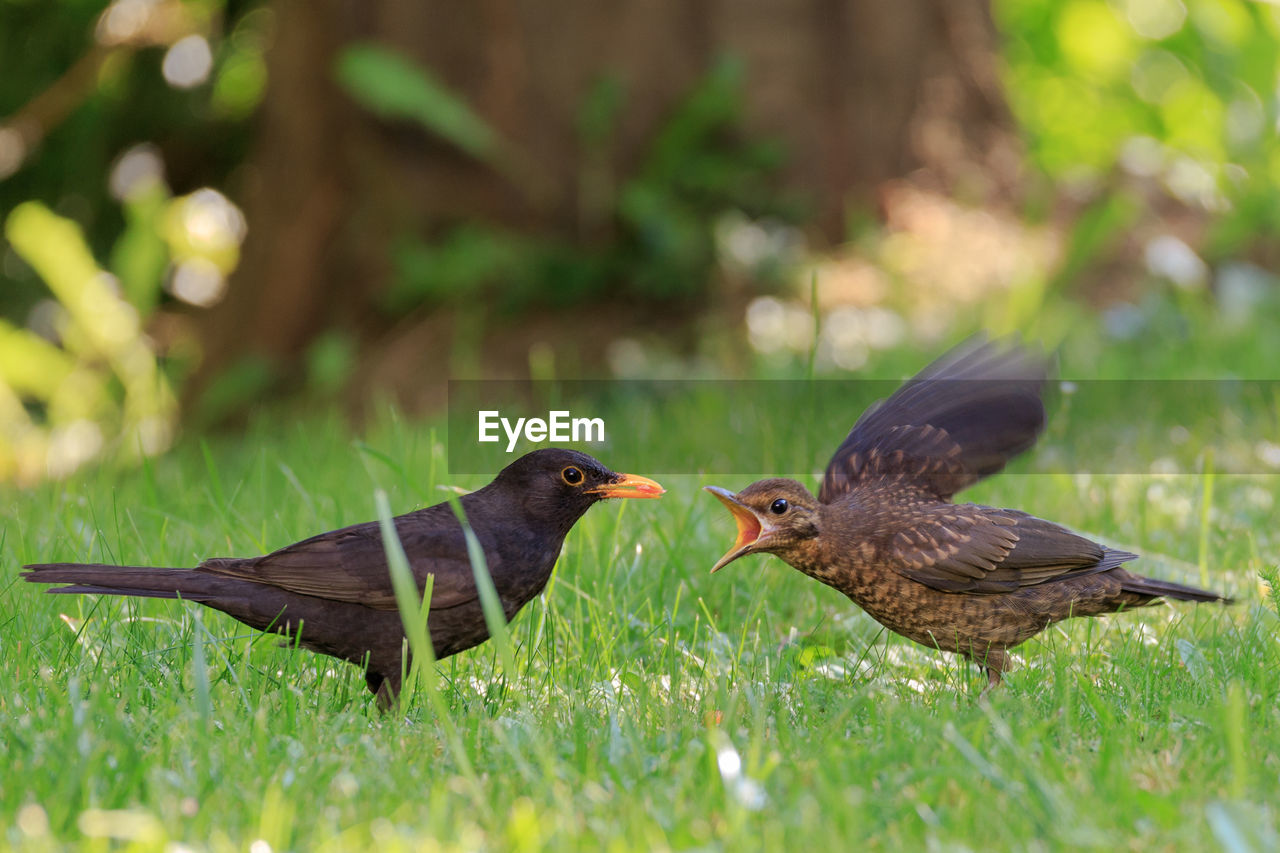 Close-up of bird perching on grass