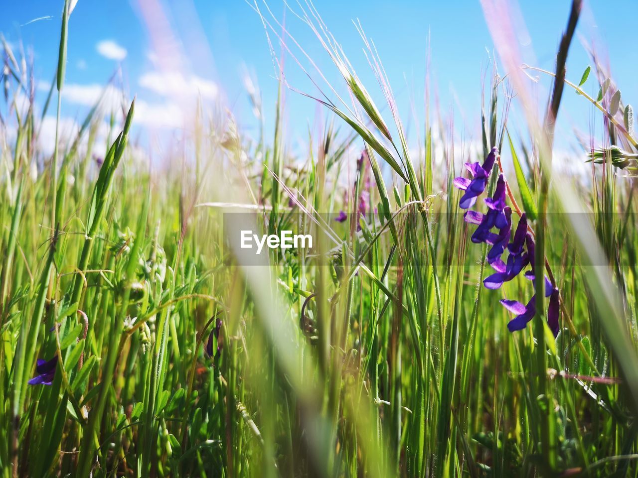 Close-up of purple flowering plants on field