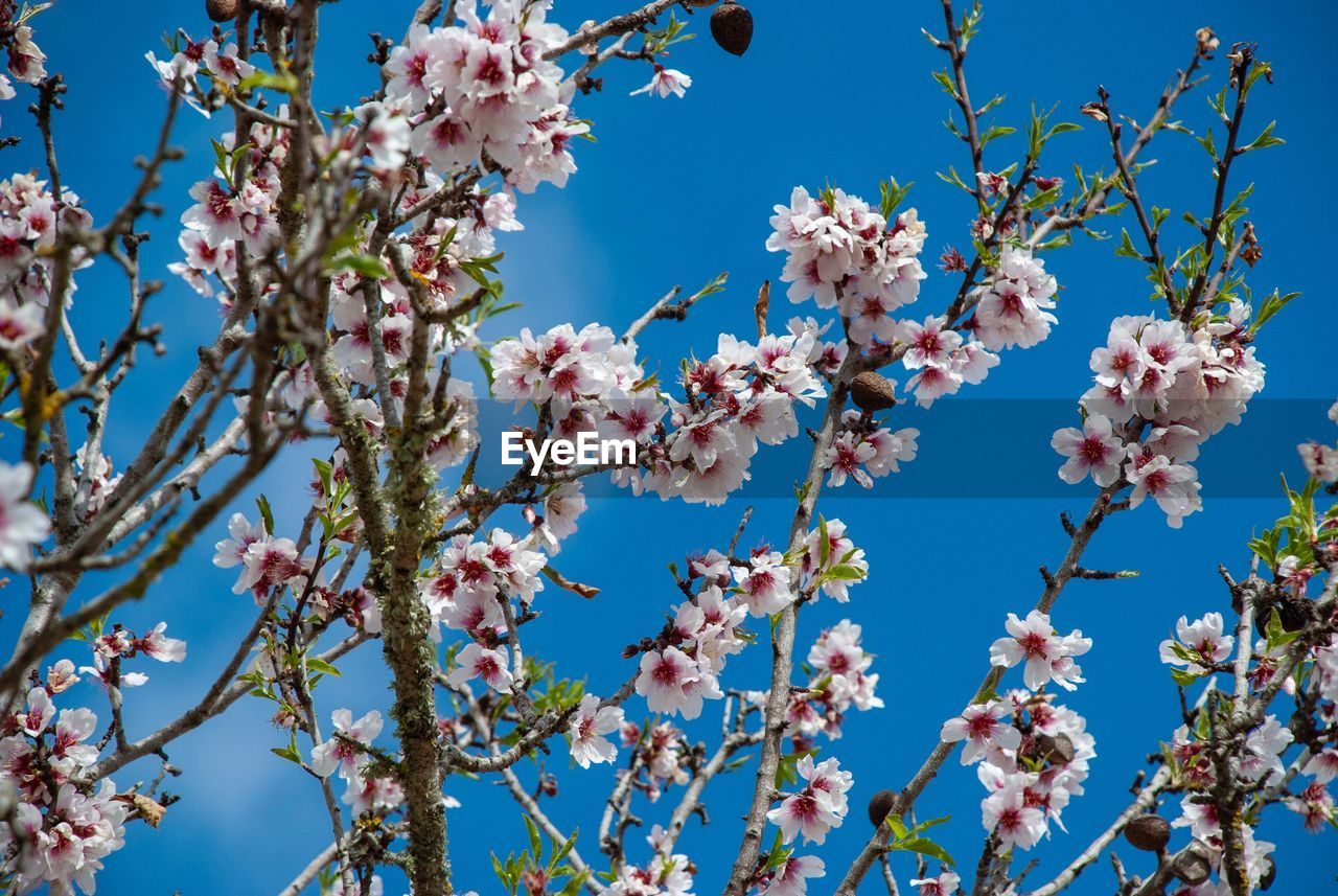 Low angle view of almond blossoms against sky on island mallorca in spring 