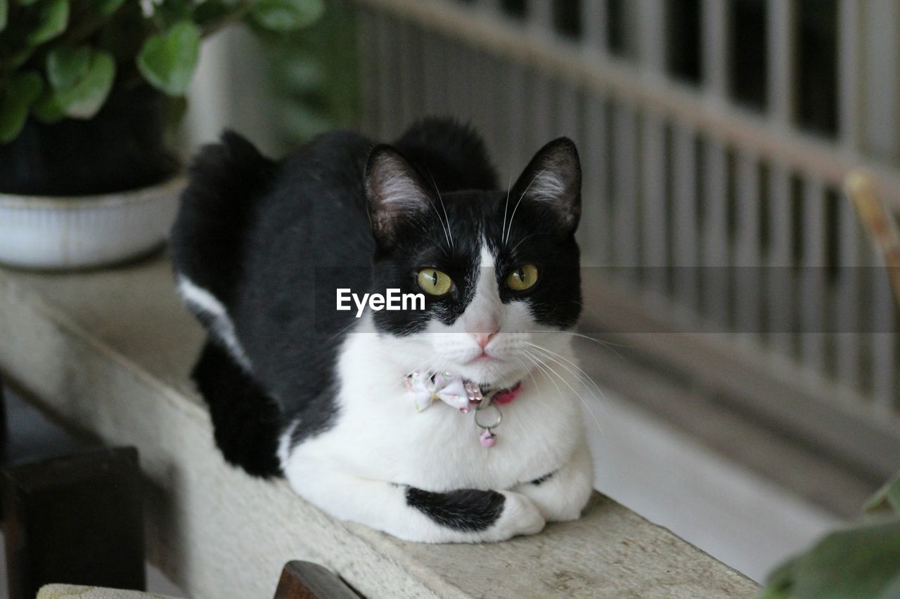 Portrait of cat sitting on retaining wall