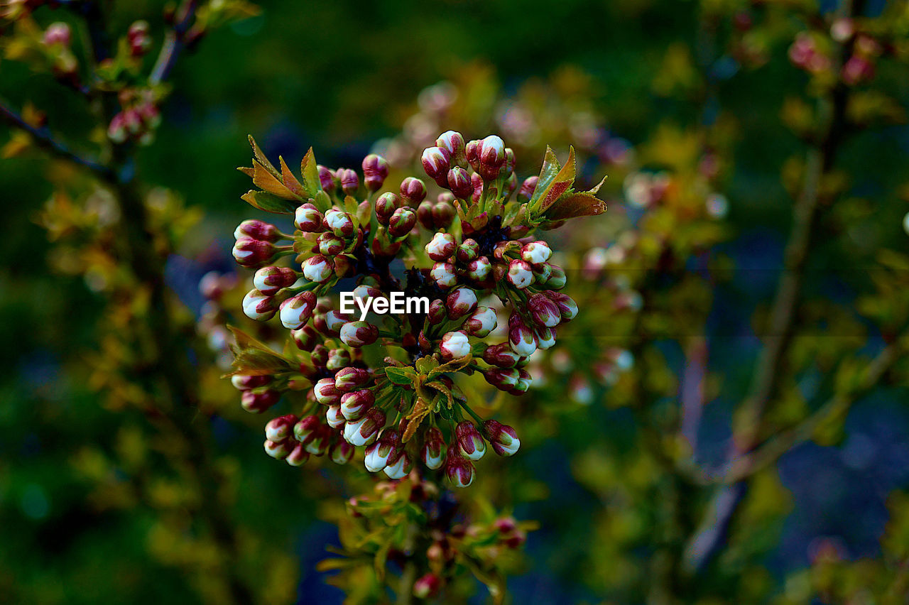 CLOSE-UP OF FLOWERING PLANT