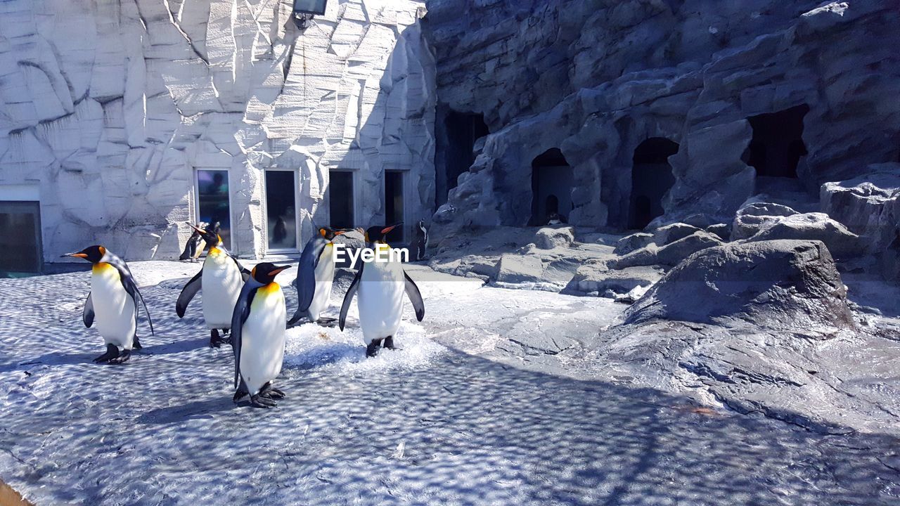 Penguins on snow covered field