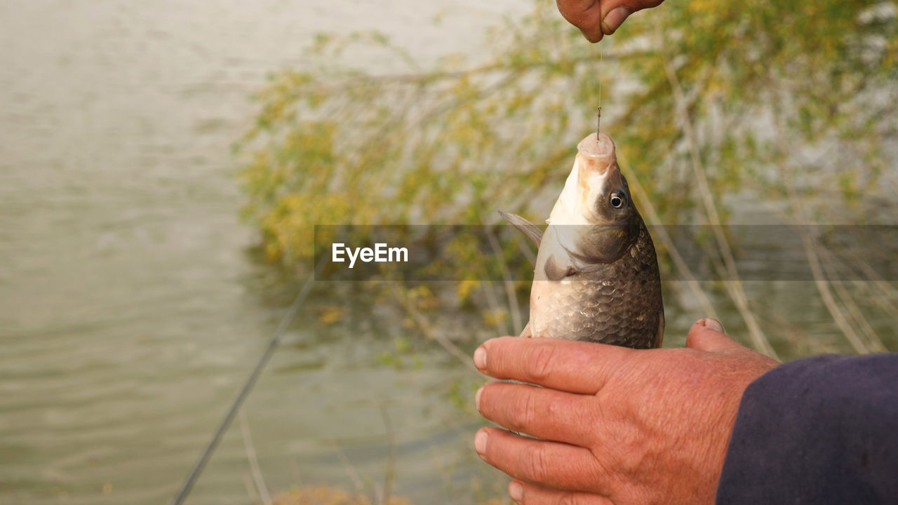 Cropped hand holding fish