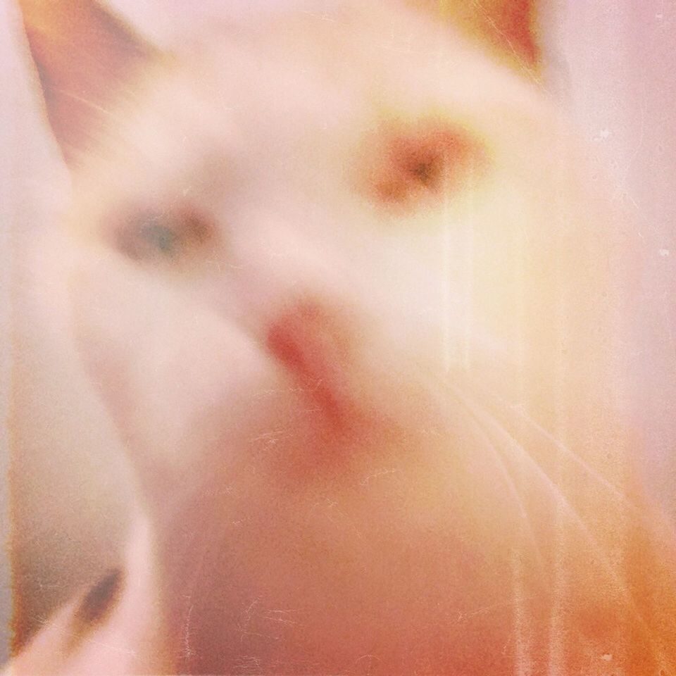 Blurred portrait of cat