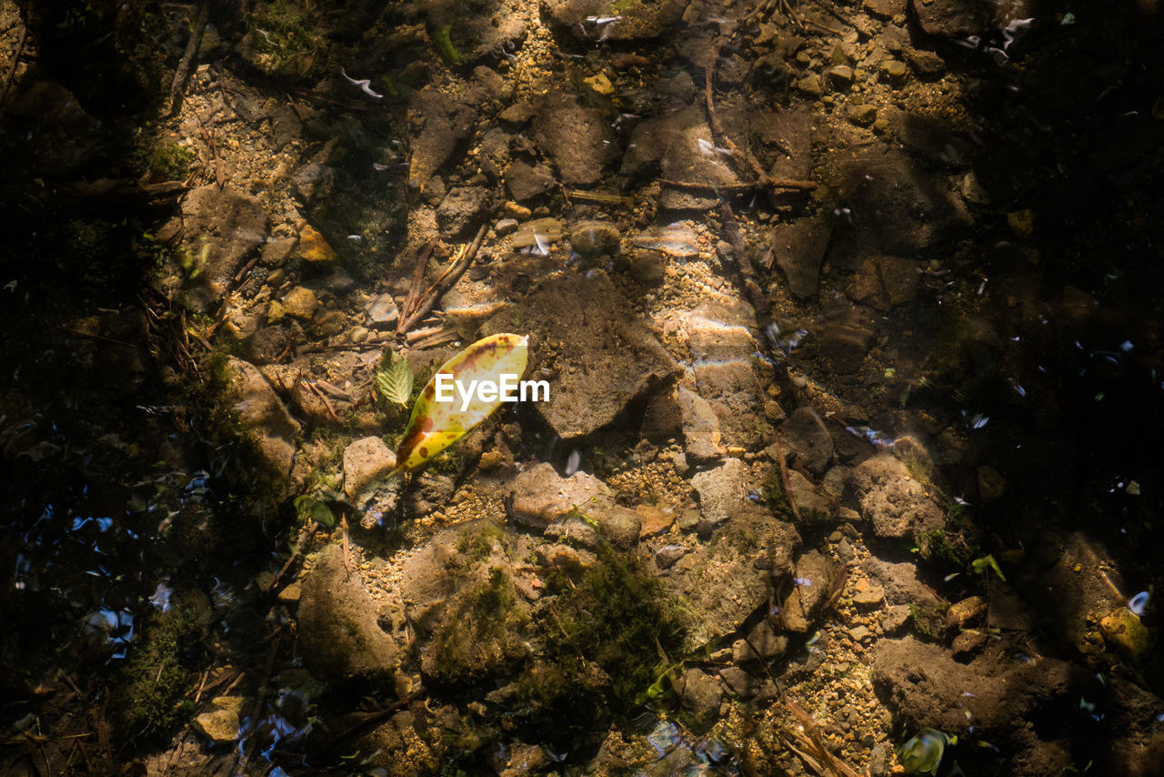 CLOSE-UP OF TURTLE SWIMMING IN SEA