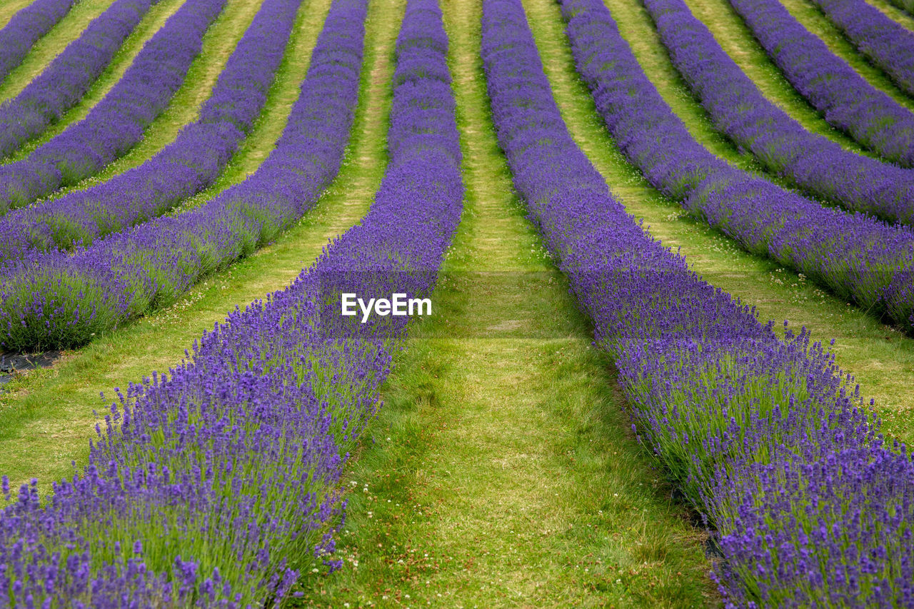 Rows of lavender growing in a field.