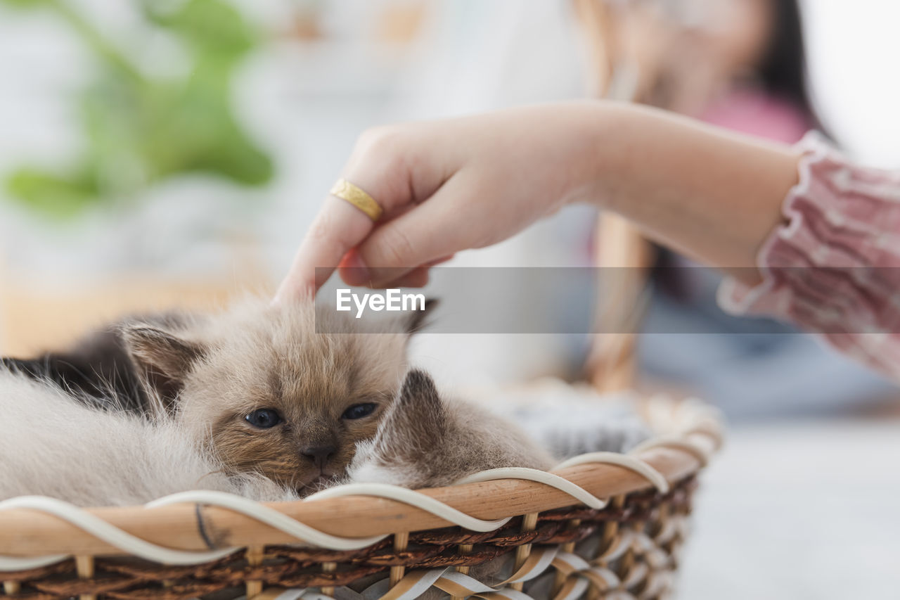 A girl is playing with a persian kitten in her small house on weekend to soft focus blur background