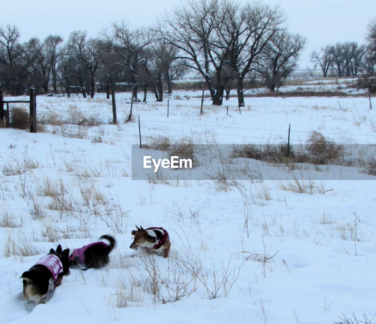 Dogs playing in snow covered field