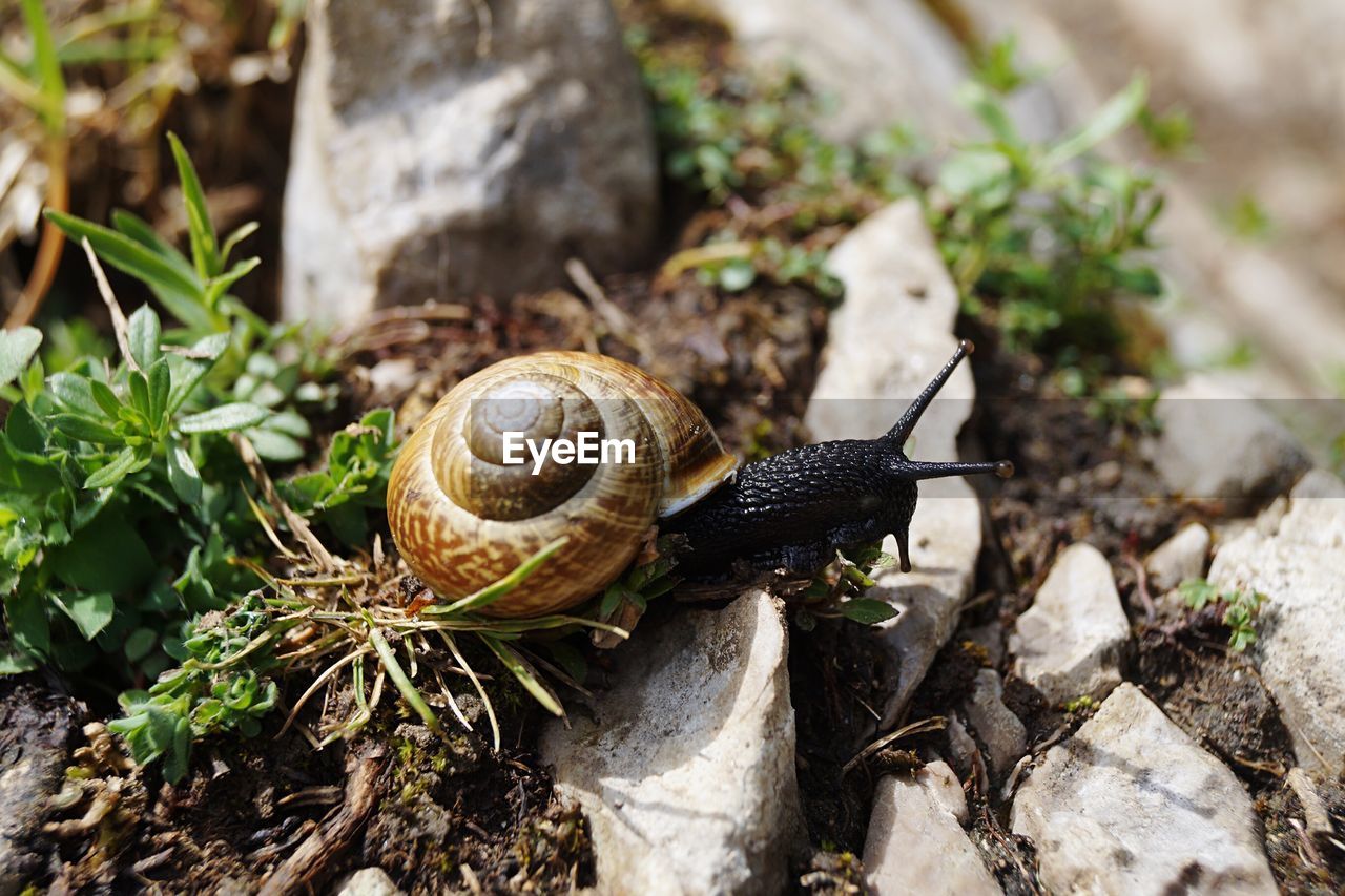 CLOSE-UP OF SNAIL ON A ROCK