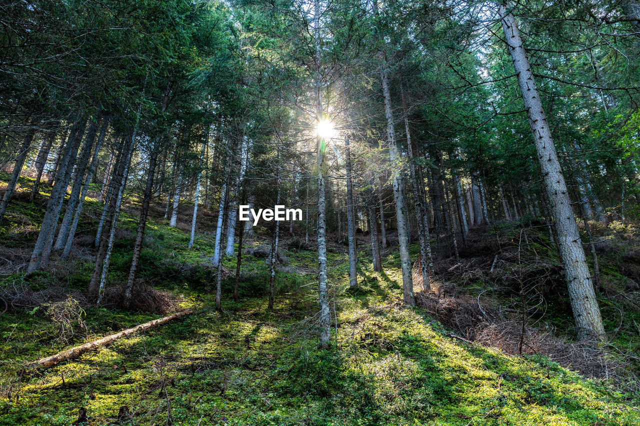 Trees growing in forest