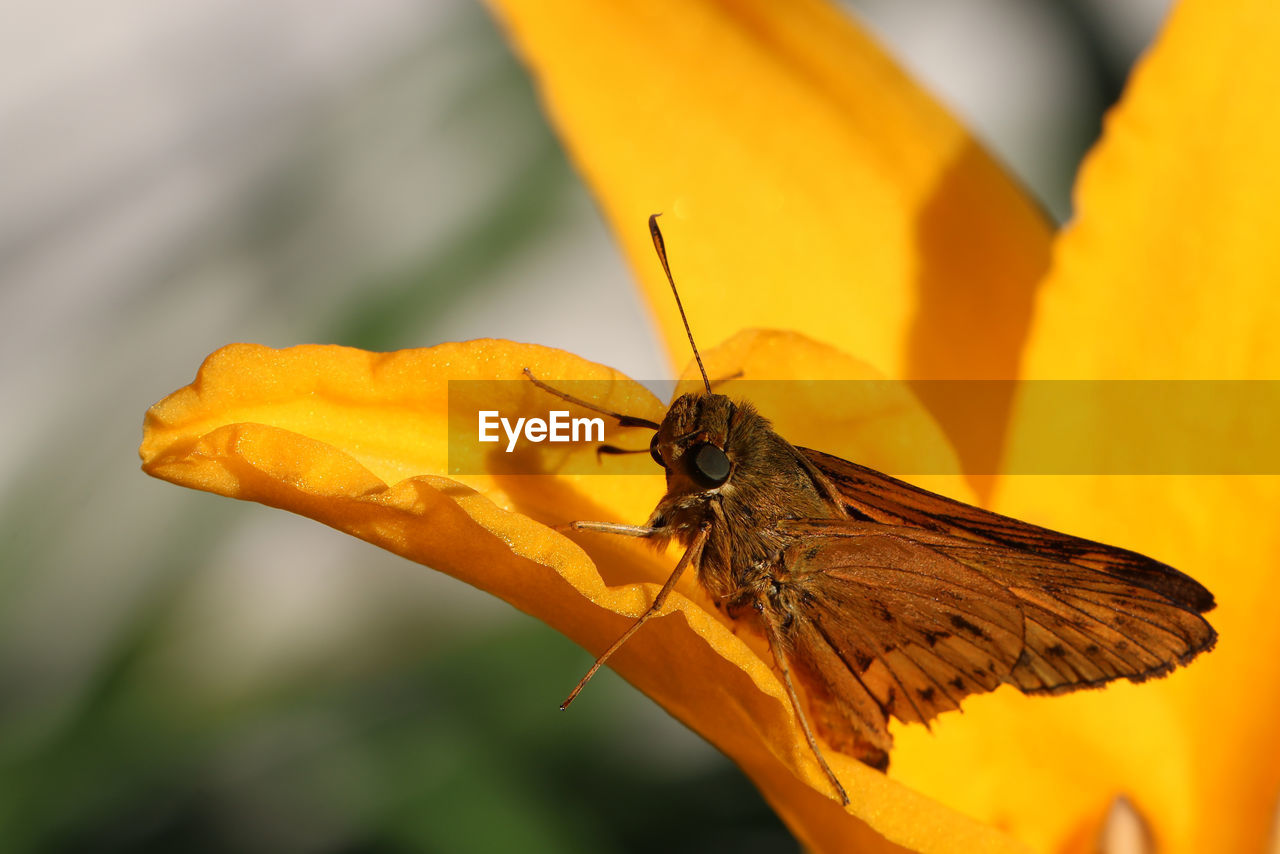 Close-up of butterfly pollinating on orange flower