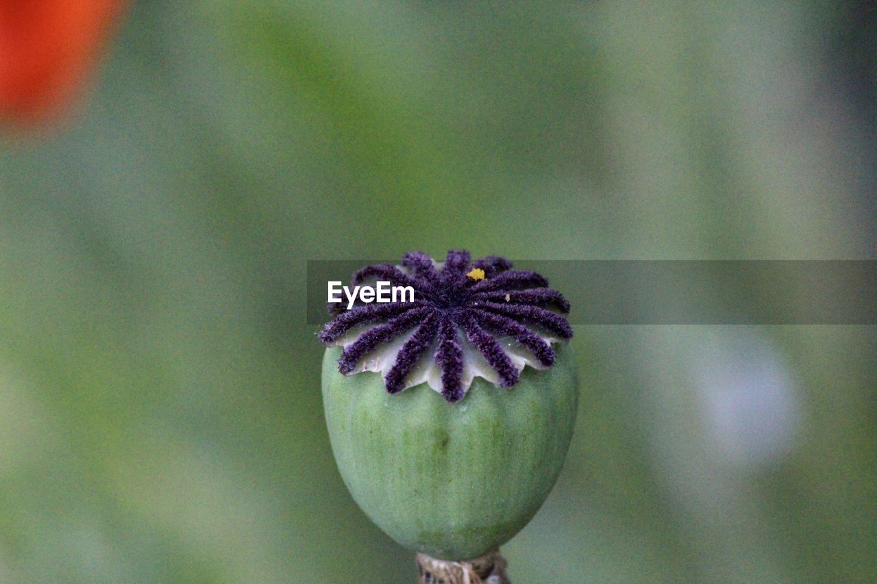 CLOSE-UP OF FLOWER BUD