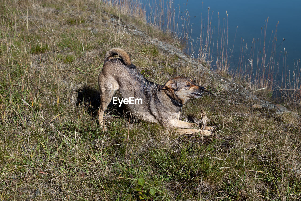 VIEW OF DOG ON FIELD