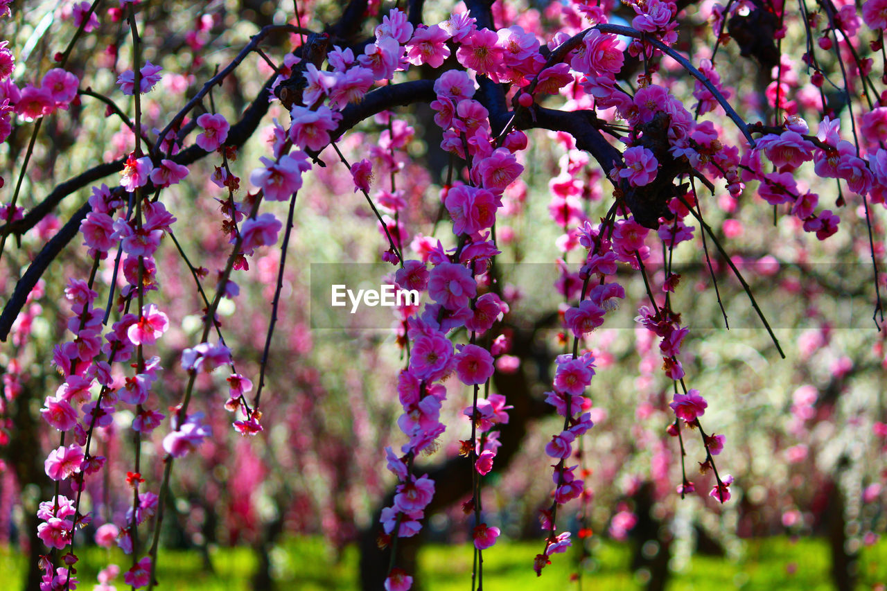 Close-up of fresh pink flowers on tree