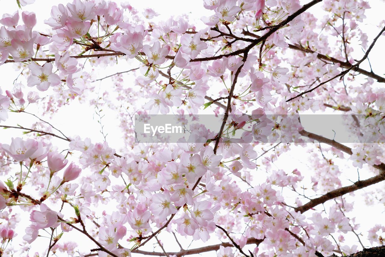 LOW ANGLE VIEW OF PINK CHERRY BLOSSOMS