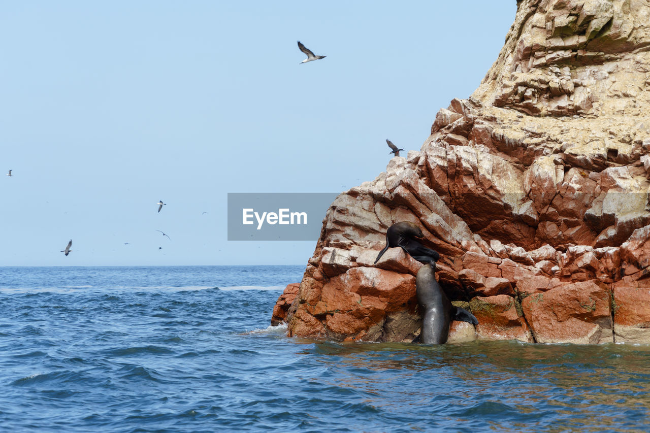 Seal on rock formation by sea against sky