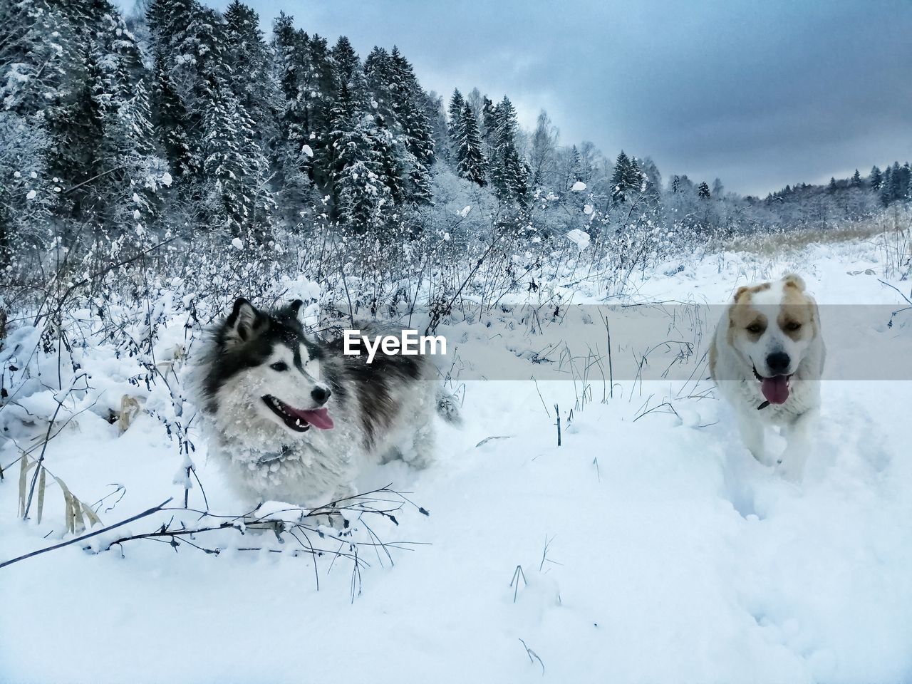 Dogs in snow