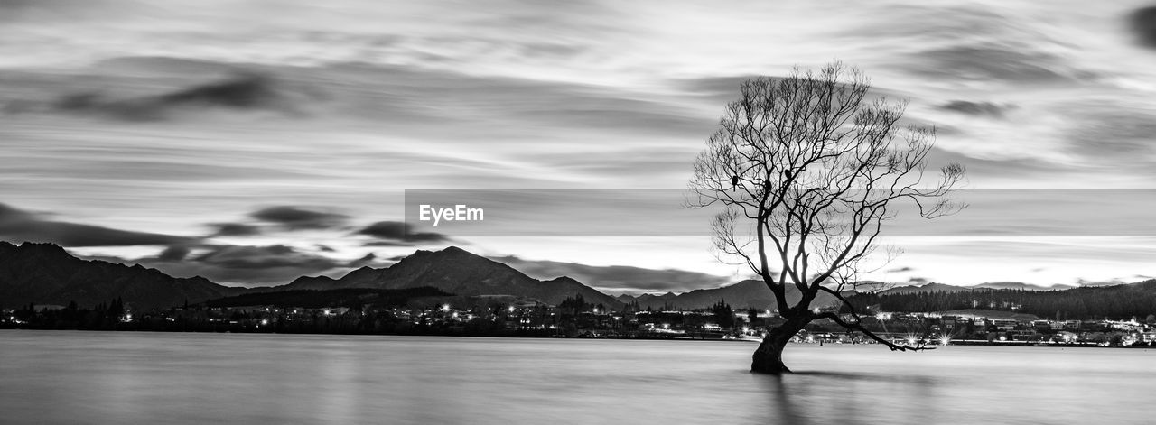 BARE TREE AGAINST SKY