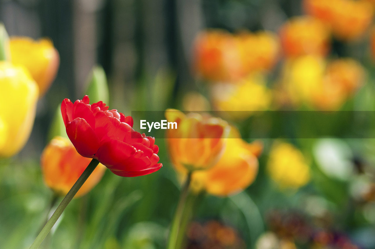 Close-up of red tulip