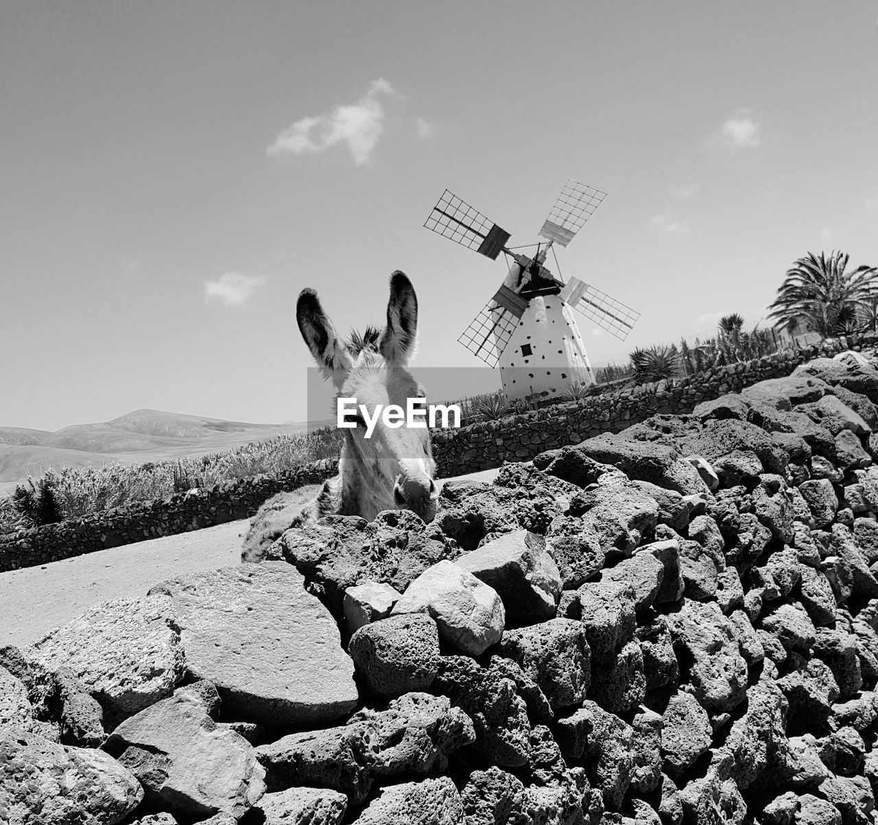 Tilt image of donkey by traditional windmill against sky