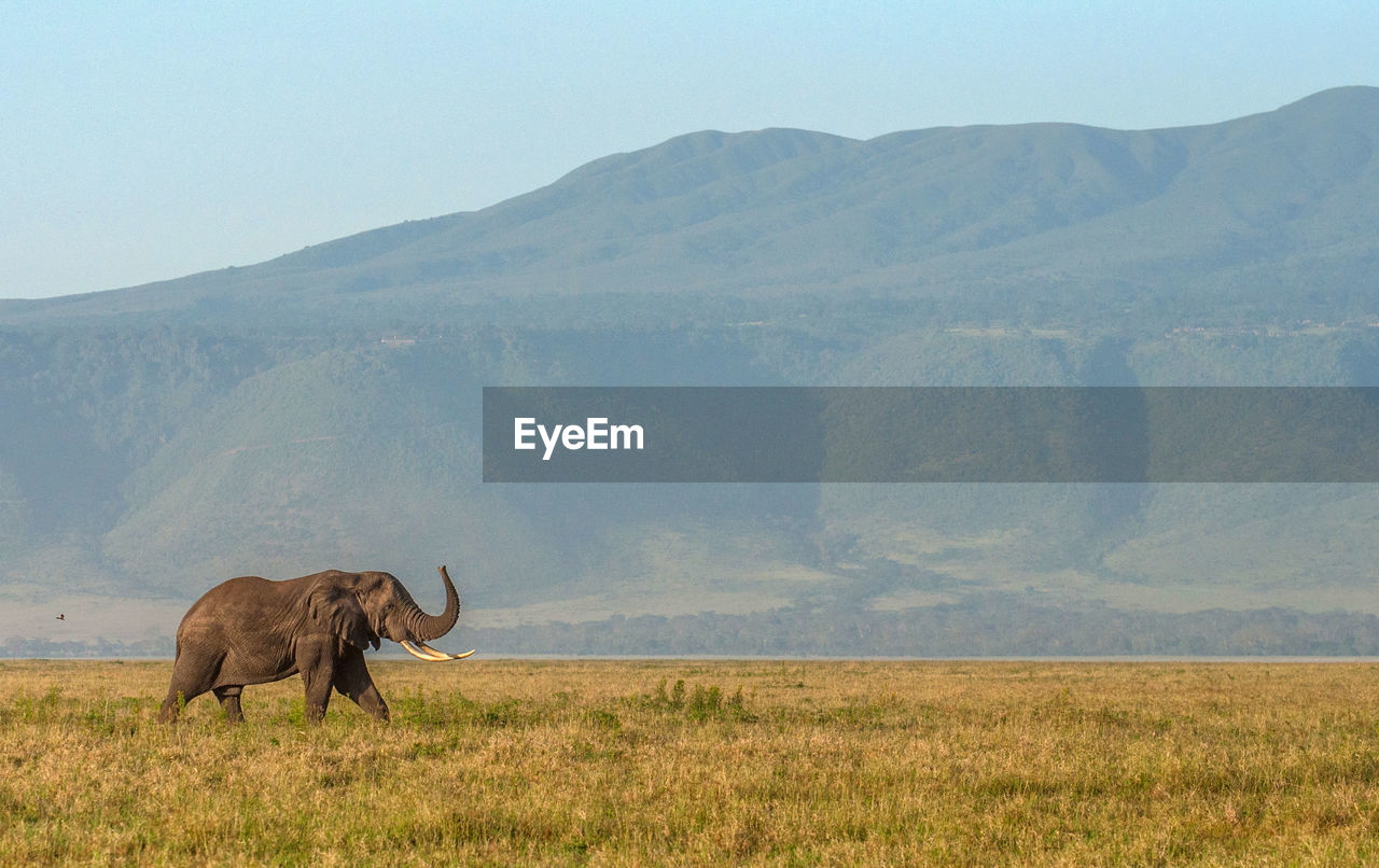 Horse grazing on field against mountain