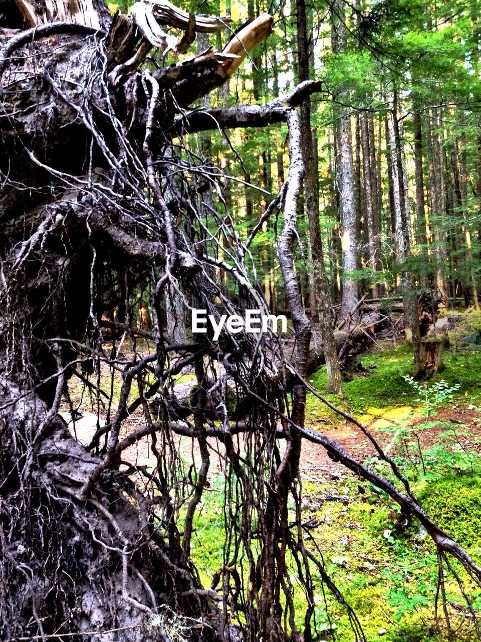 VIEW OF TREES IN FOREST