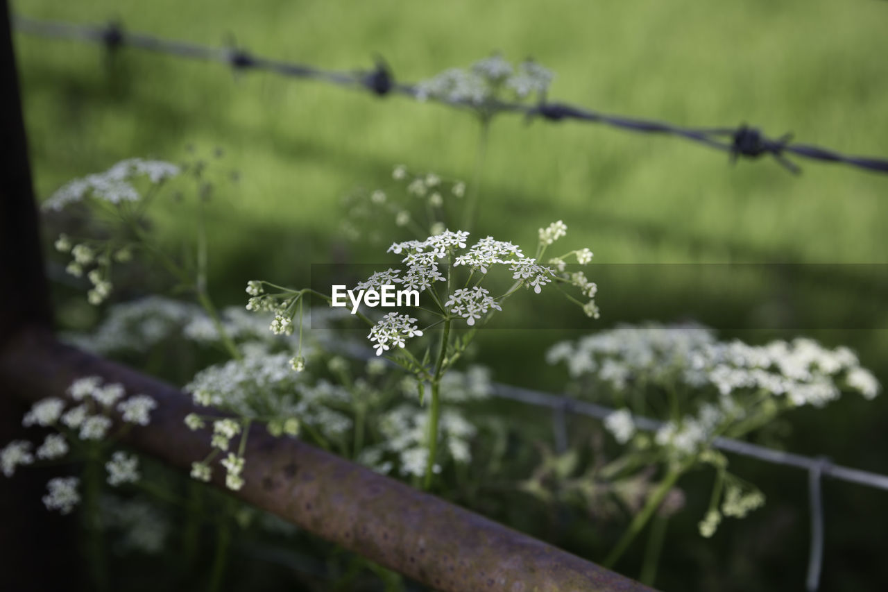 CLOSE-UP OF PLANT AGAINST WATER