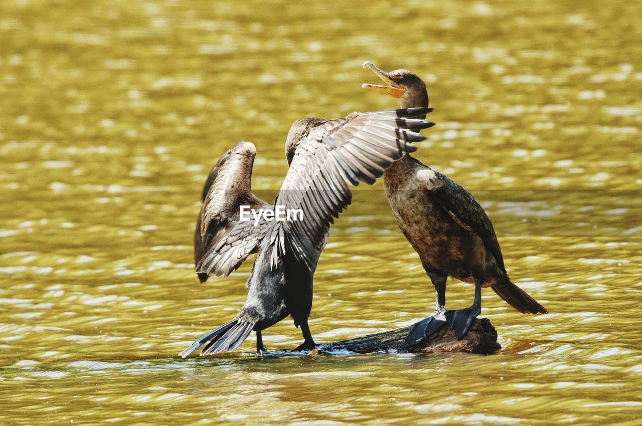 Birds flying over lake