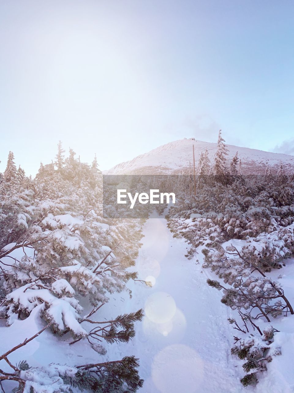 Snow covered trees against sky