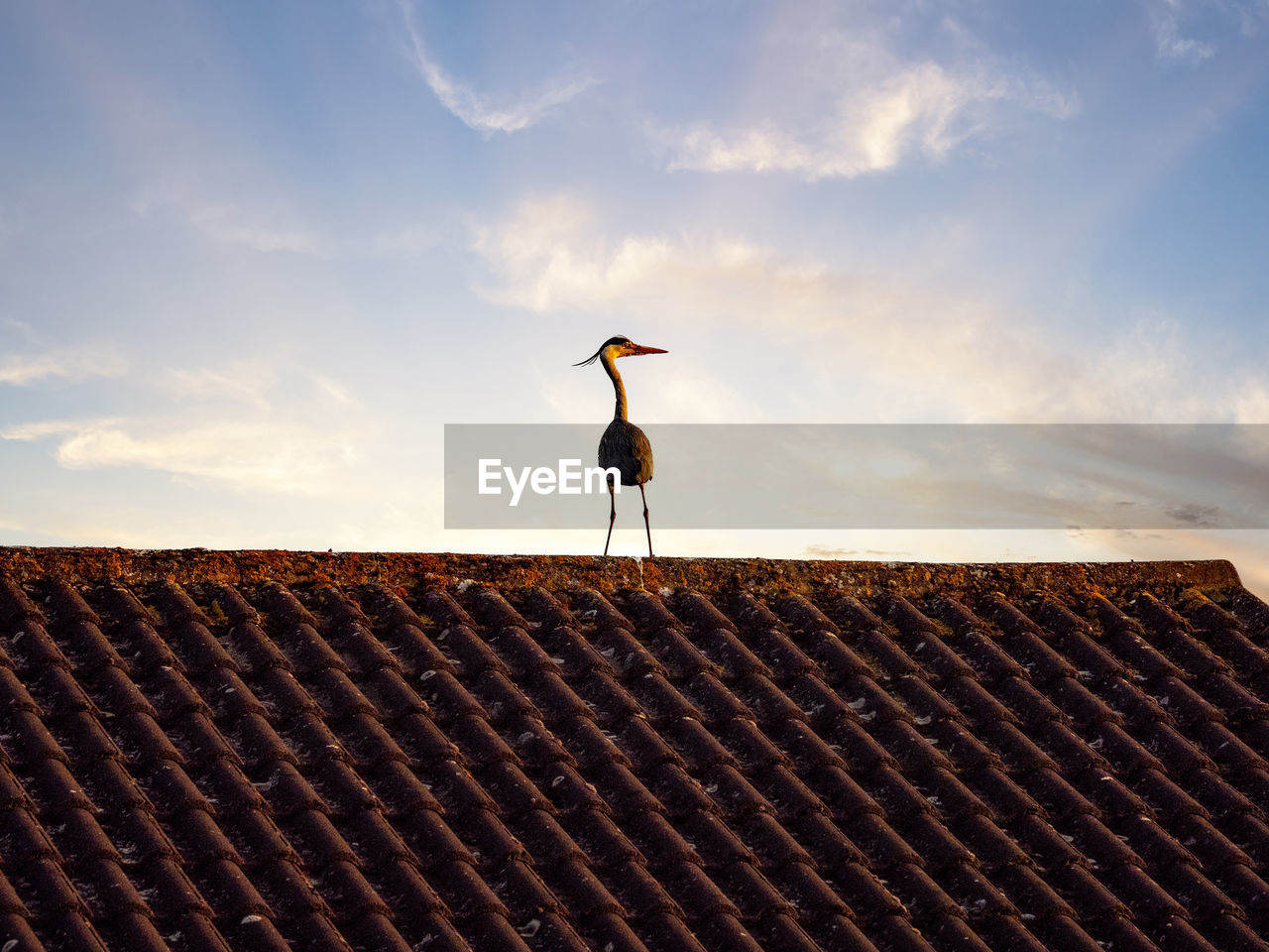 Heron on the roof in the morning