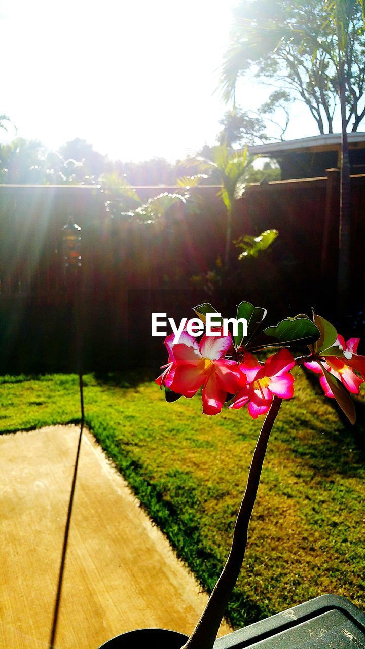 PINK FLOWERS IN YARD