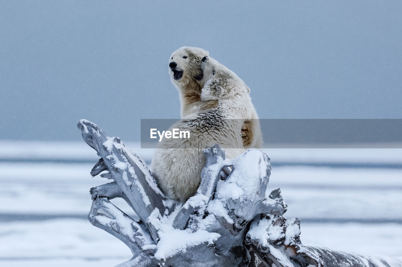 Polar bears fighting on fallen tree